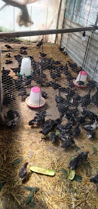 Pui Australorp la 2 săptămâni