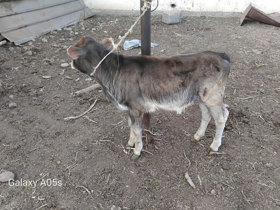 Алатау сиыр егыз бузау мен