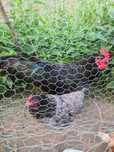 Gaini australorp