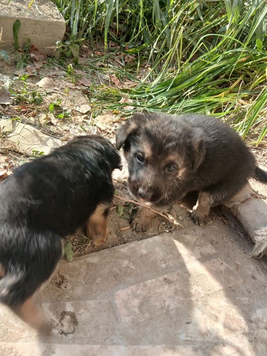 Немицкой апчарка шенки