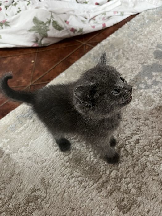 Котенок британка продается