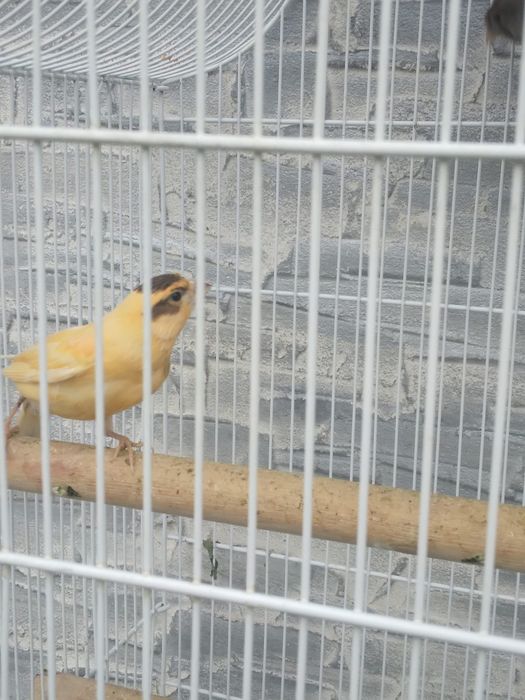 Vând canari timbrado