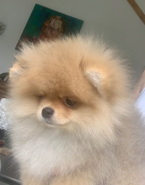 Pomeranian FCI pedigree