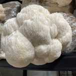 Ciuperca Coama Leului (Hericium erinaceus )