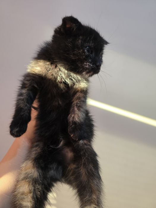 Котята в хорошие руки