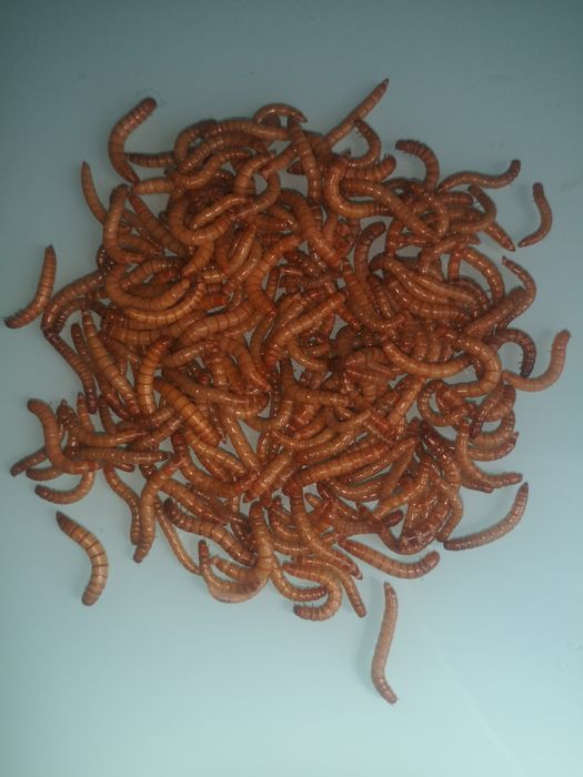 Viermi de făină, mealworms, 10 KG!
