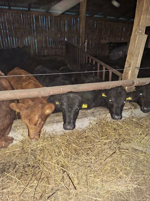 vand 12 vitele angus