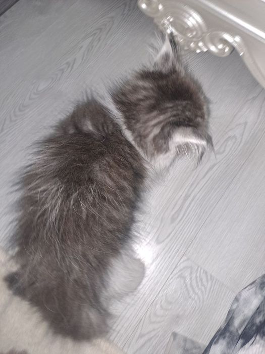 Mushuk. Bepul, yaxshi boqadiganlar uchun.