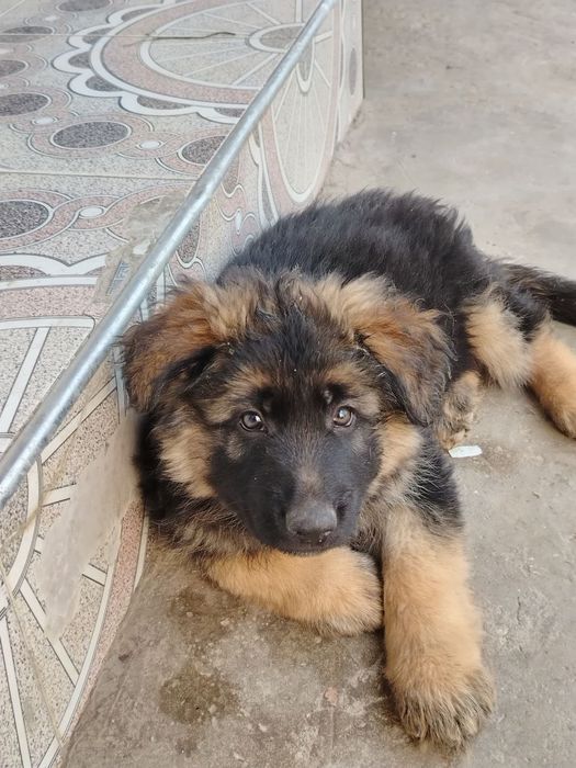 Чистокровные немецкие овчарки