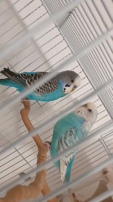 Pereche perusi (specia: pied recesiv/spangle) gata sa faca oua