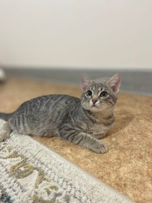 Кошка домашняя 3мес