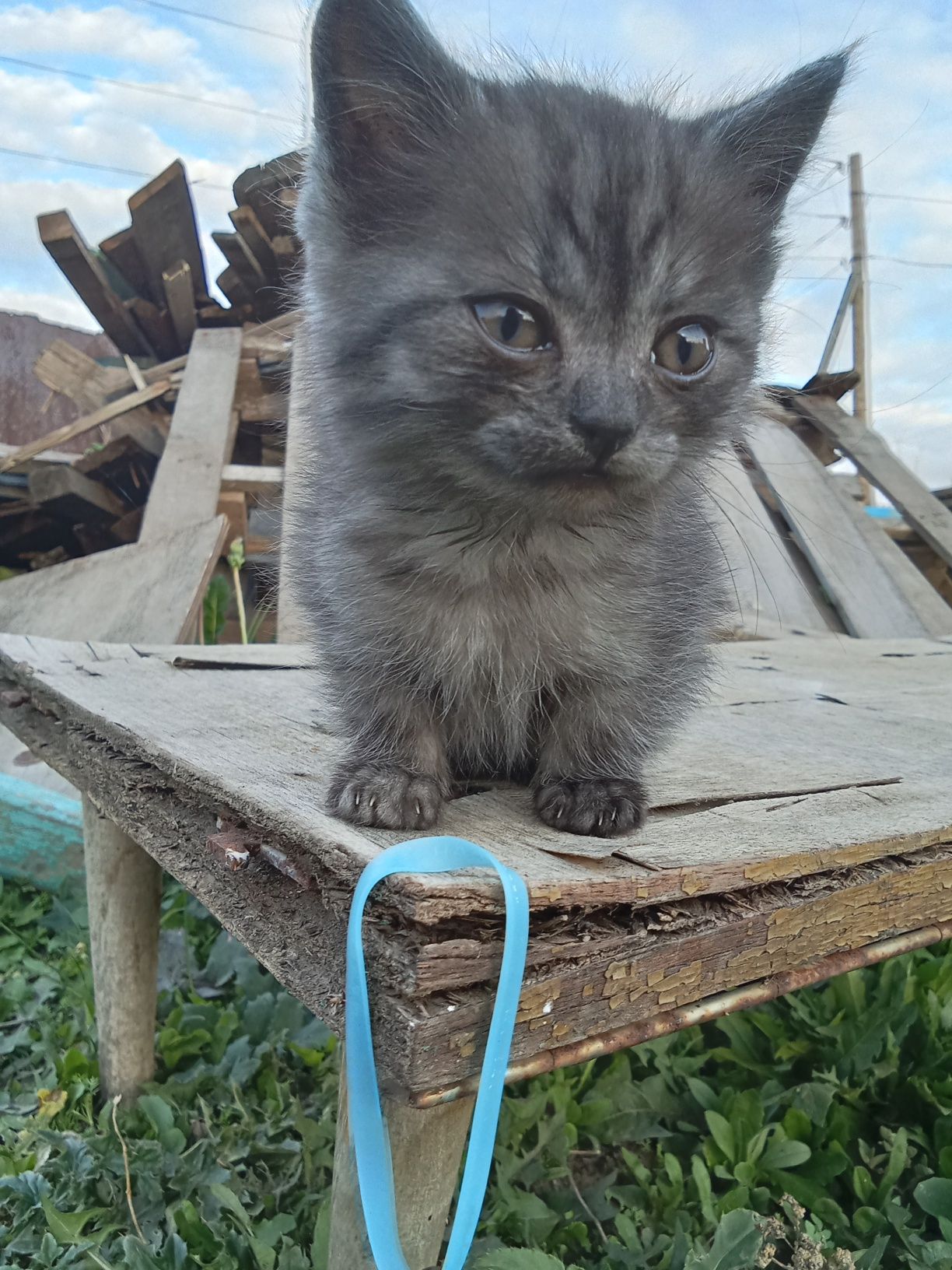 Отдам котёнка в добрые руки