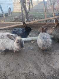 Кролики ,Қояндар
