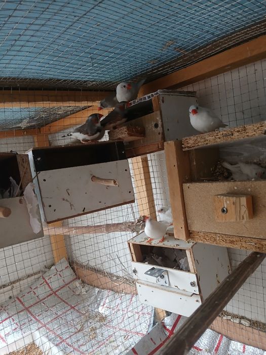 Tayyor ishlab turgan amadinkalar sotiladi soglom parasi 100 ming