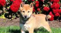 Shiba Inu de vanzare cu livrare si teste la zi