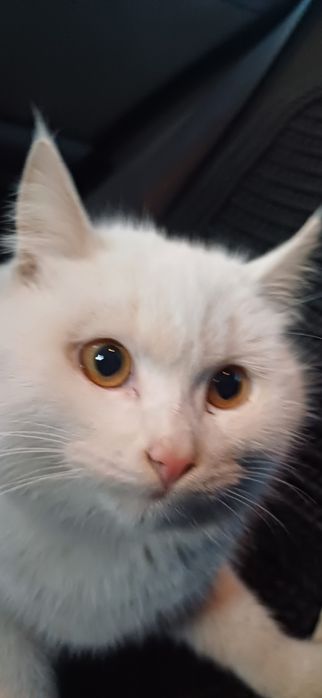 Британский котик