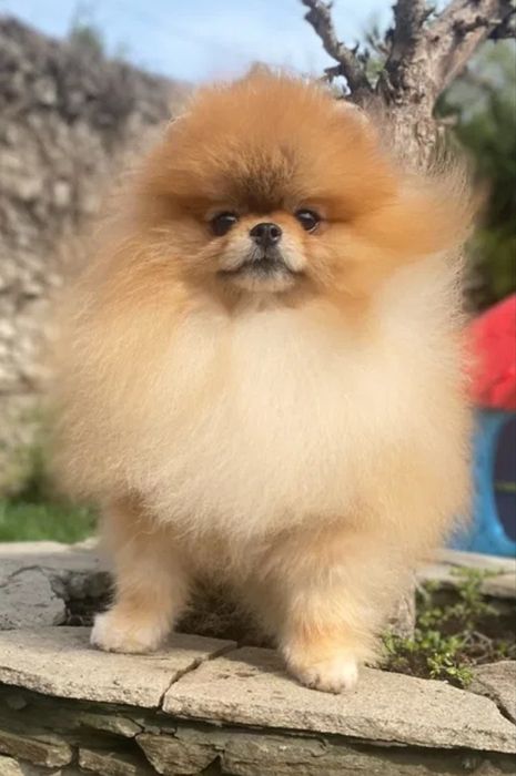 Померан babyface бели пухчета