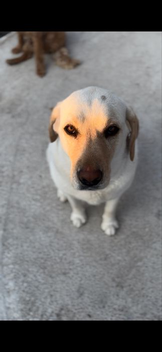 Търсим добри,осиновители за Белла