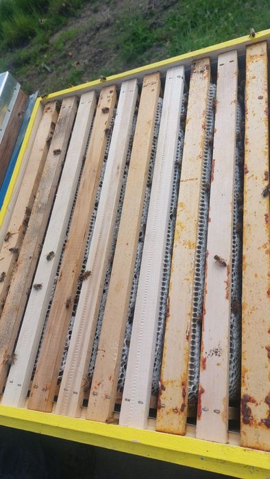 Regine carnica carpatina buckfast vsh stupi albine matci