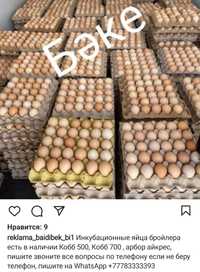 Инкубационные яицо