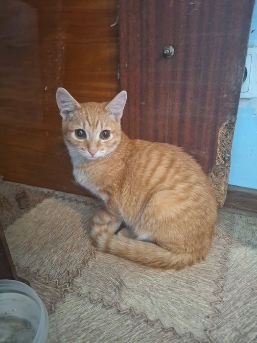 Котенок мальчик 4 месяца рыжий ищет дом