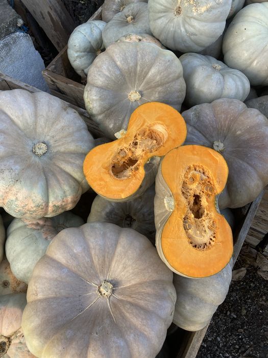 Продавам тикви ’Самсон’ на едро