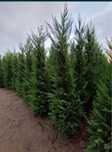 Leylandii chiparos gard viu verde de la 1m la 4m