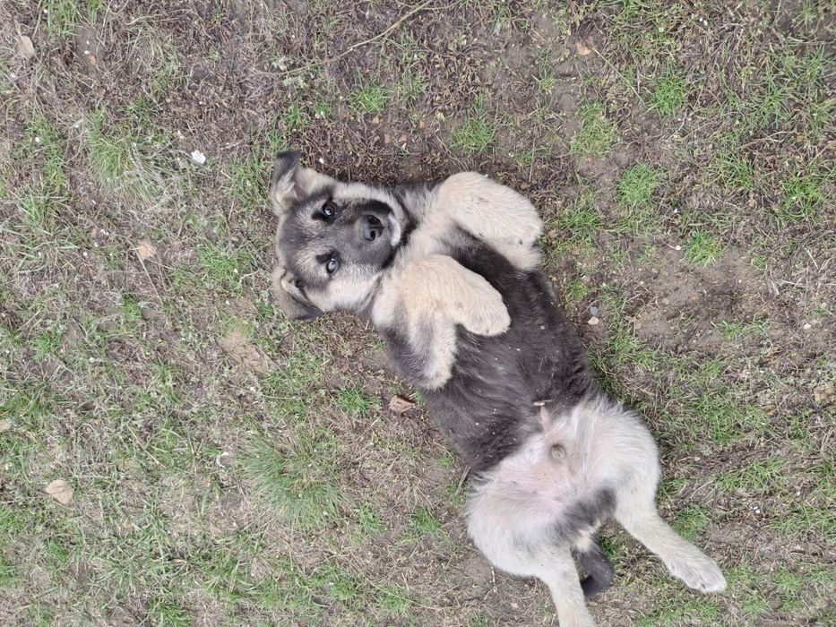 Отдам щенка в добрые руки