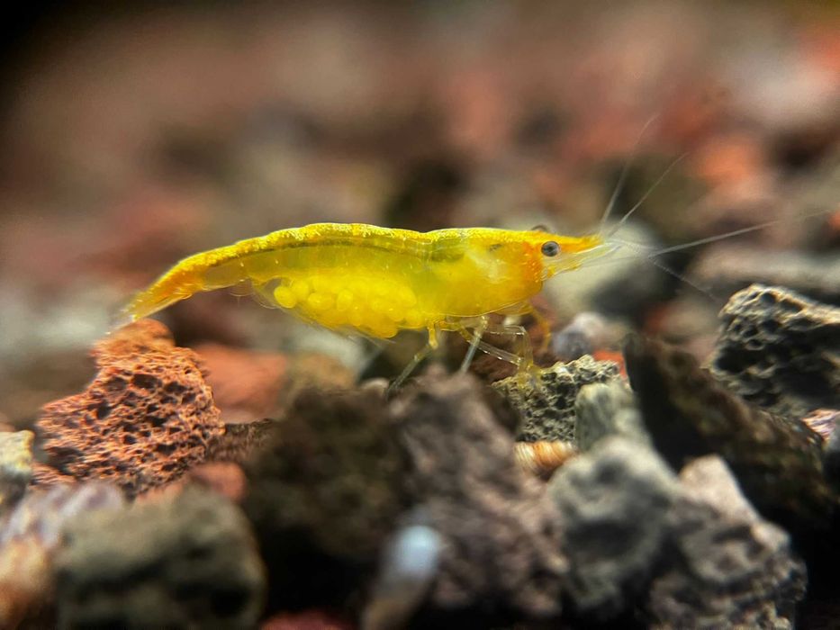 20 + 8 bonus Neocaridina Red Sakura grade creveti, Conuri de arin