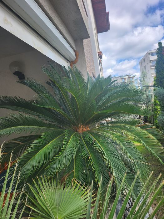 Vand 1 portocal+1 palmier Cycas