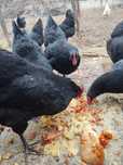 Ouă găini Australorp incubat