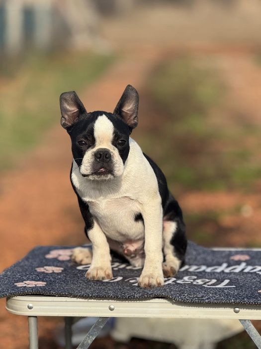 Boston terrier puiut