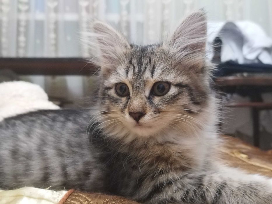 Котенок 3 месяца, девочка. Отдам ответственным людям