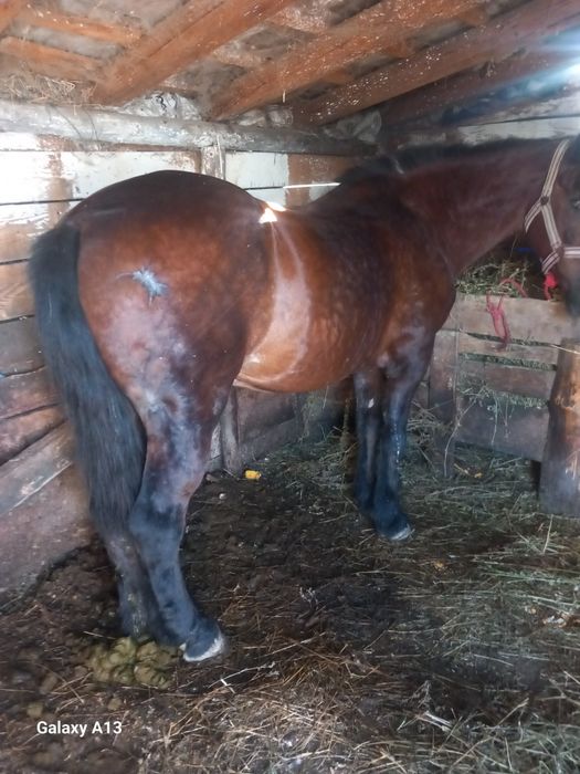 Vând urgent cal de făcut treaba