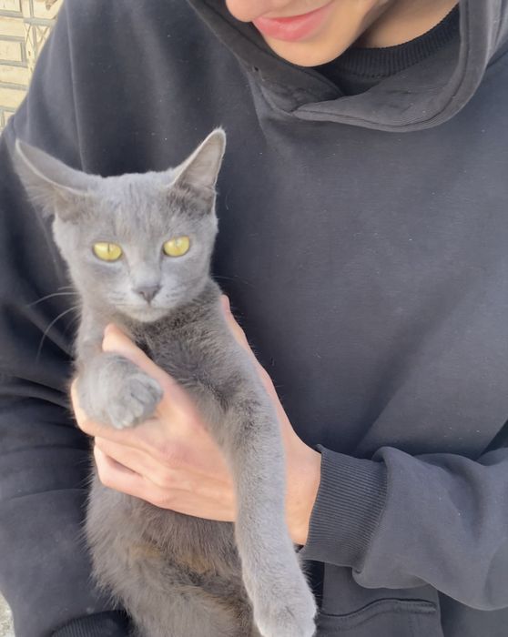 Scottish fold (zoti toza)