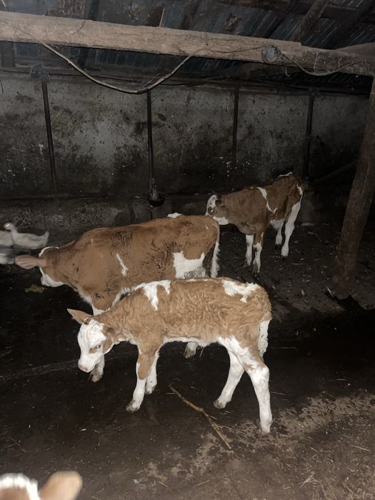 Vitei sugari de la citeva zile in sus diferite mmarimi