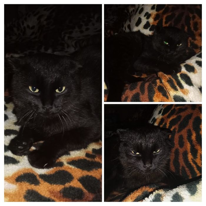 Шотландский кот бесплатно