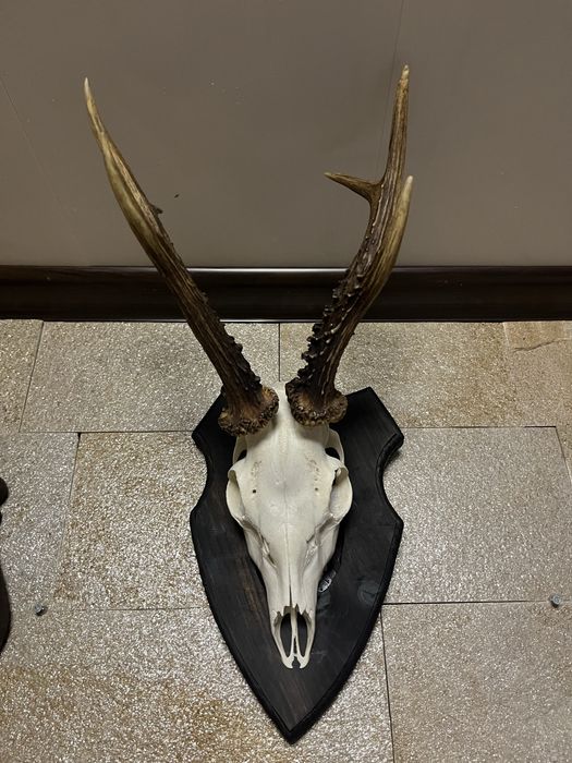 Продавам трофей от малки сърнички