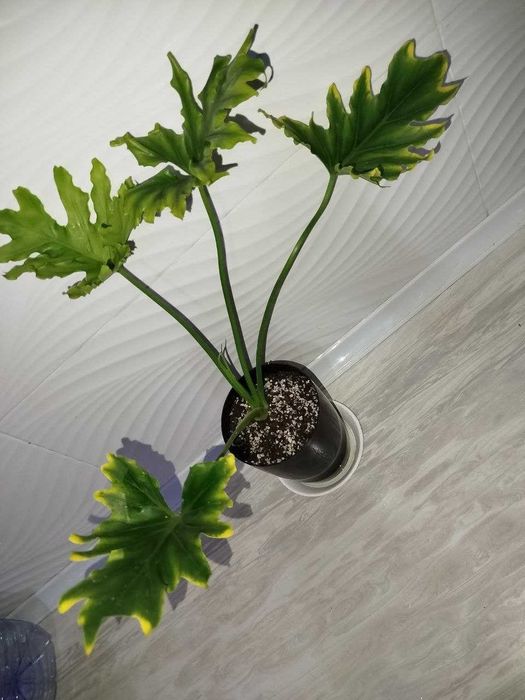 Felodendron varegatniy