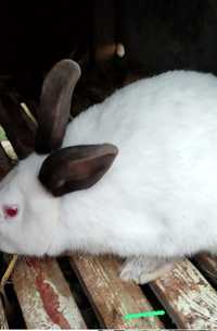 Кролики колифорня