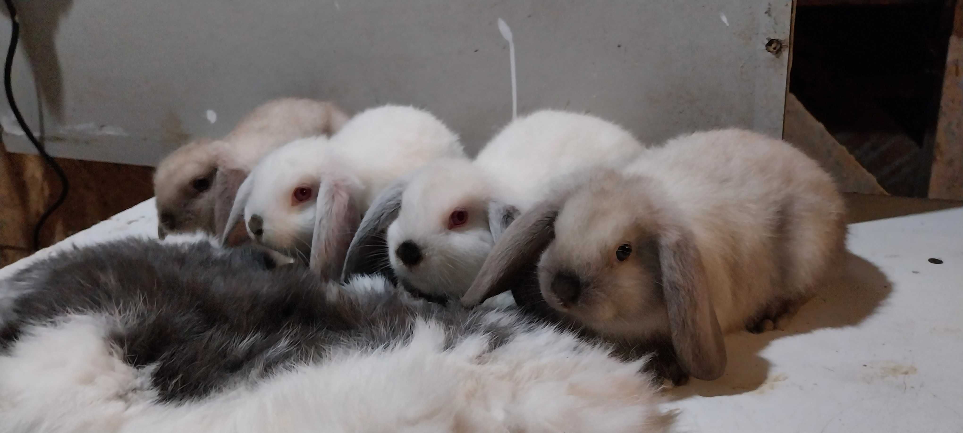 Iepure Pitic Berbec German Iepurasi Mini Lop