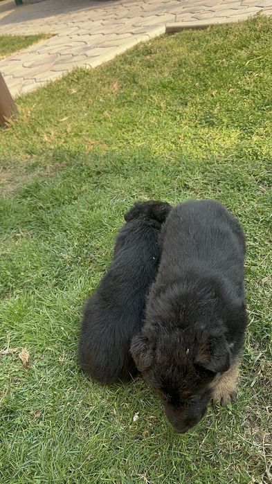 Щенки немецкой овчарки