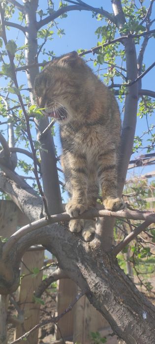 Кошка британка, стерилизованна