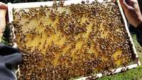 VÂND familii de albine