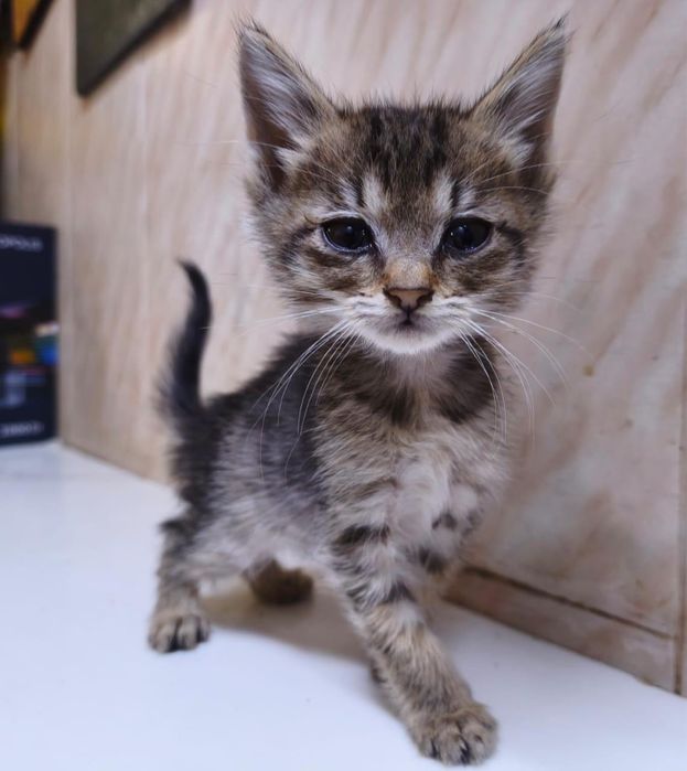 9 котят с мусорки ищут дом