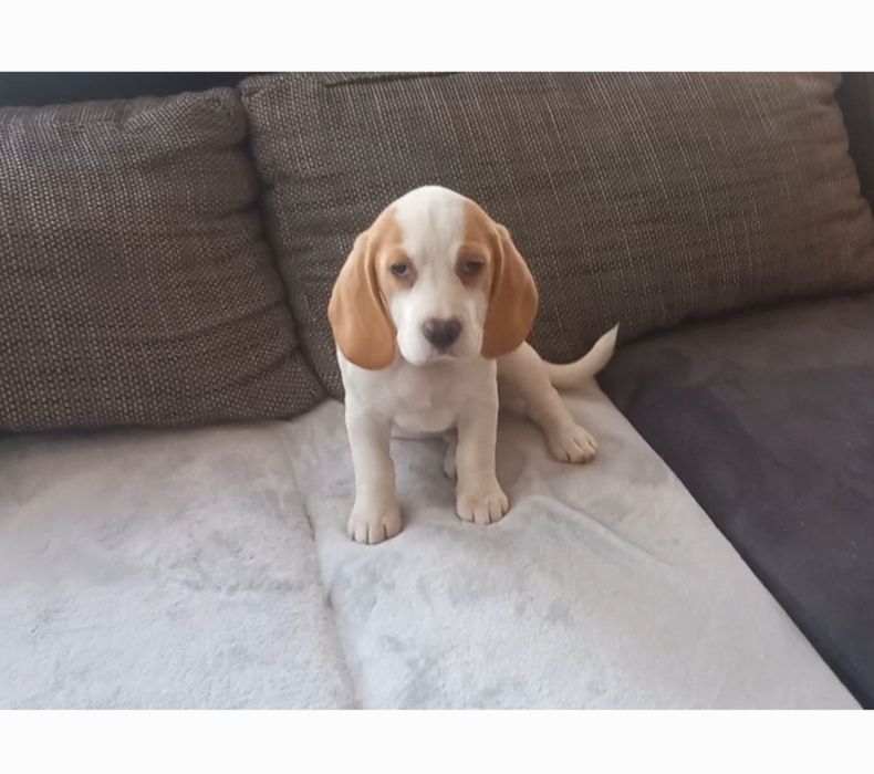 Куче порода Бигъл Чистокръвни трицветни и лимонени бигълчета