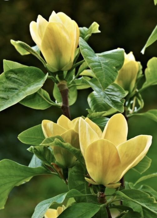 Magnolie parfumata care înflorește de mai multe ori pe an