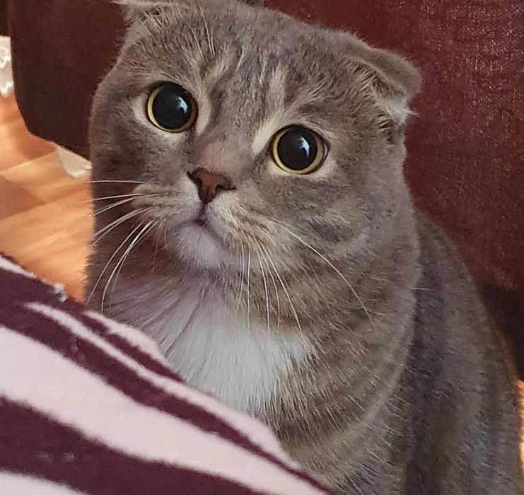 Кот в добрые руки