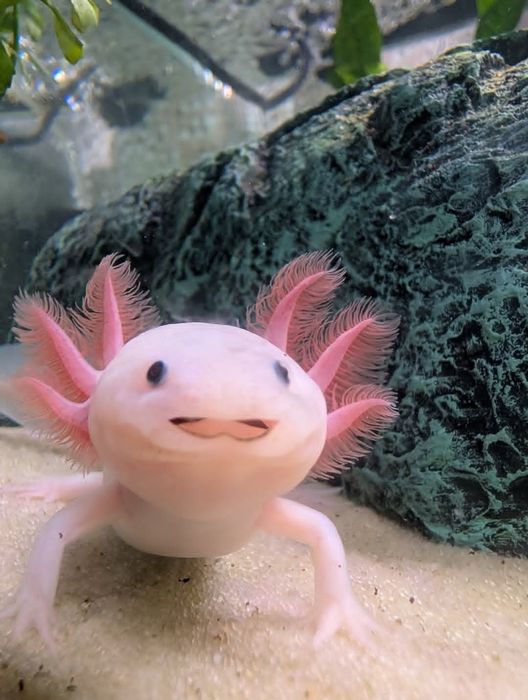 Axolotl leucistic