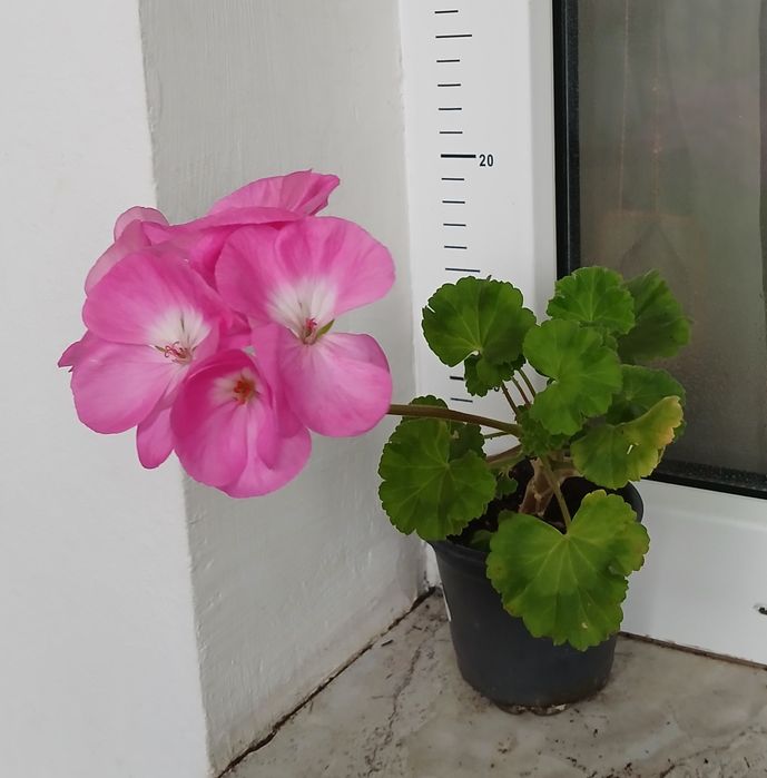 Сингониуми,Дяволски бръшлян, епипремнуми, монстера, пиперомия, мушкато